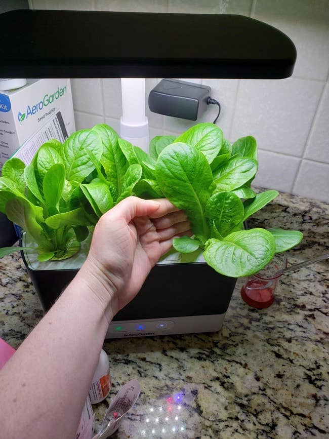 Reviewer pic of the black Aerogarden on a counter with lettuce leaves growing in it and their hand on one of the leaves, showing how big it's growing