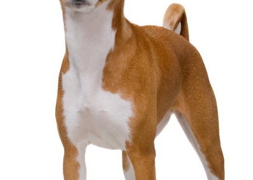 クイズ 何問正解できるかで あなたの犬好き度 がバレる