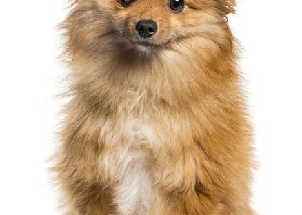 クイズ 何問正解できるかで あなたの犬好き度 がバレる