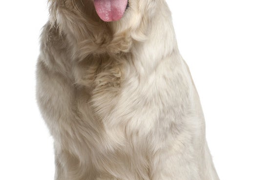 クイズ 何問正解できるかで あなたの犬好き度 がバレる