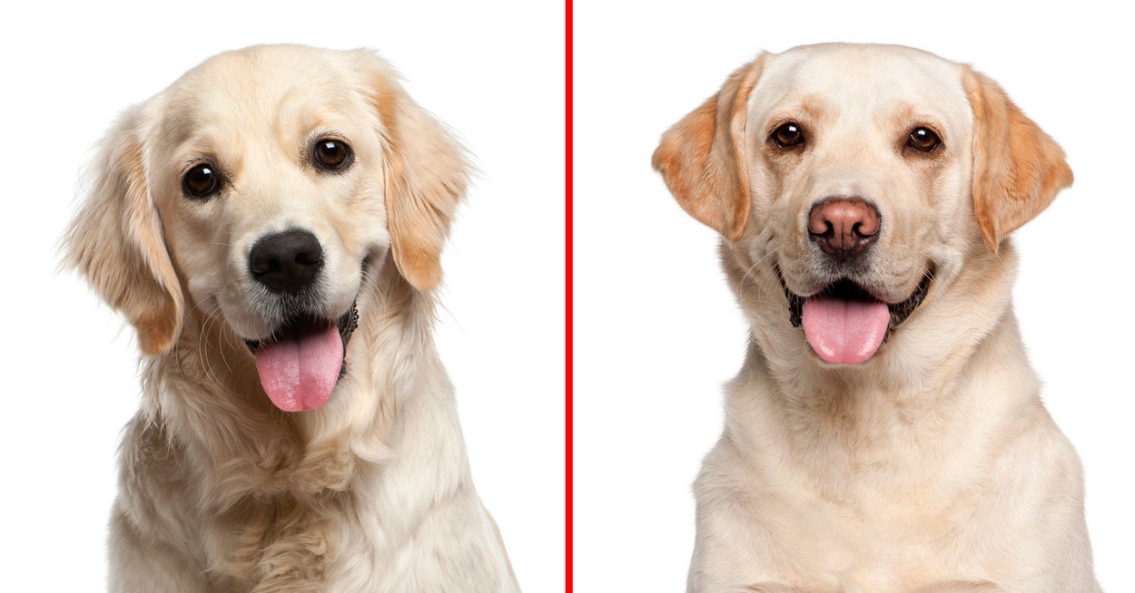 Can You Tell These LookAlike Dog Breeds Apart?
