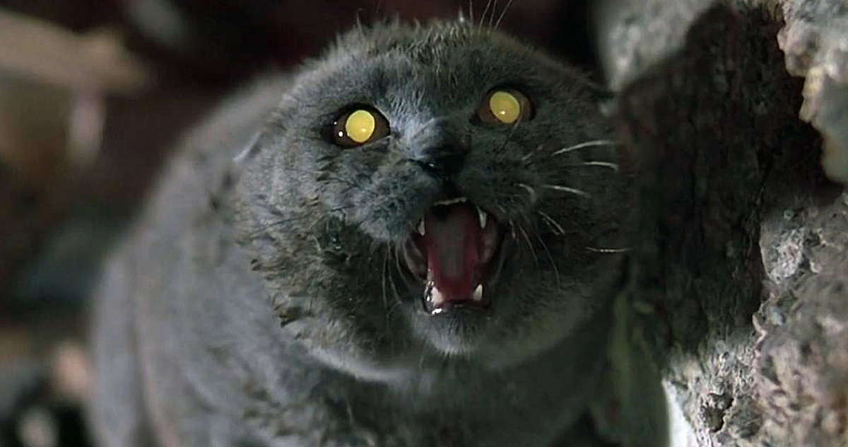 Church, the undead cat, after coming to life from the grave and hissing evilly at his owners