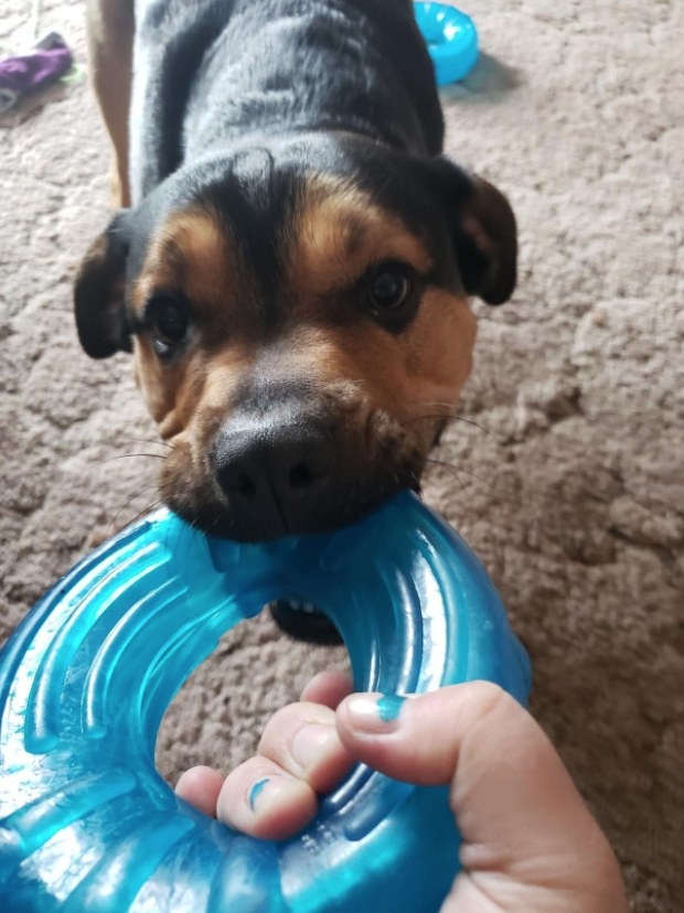 A puppy tugging on a blue, rubber ring