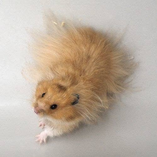 Fuzzy Golden Brown Hamster