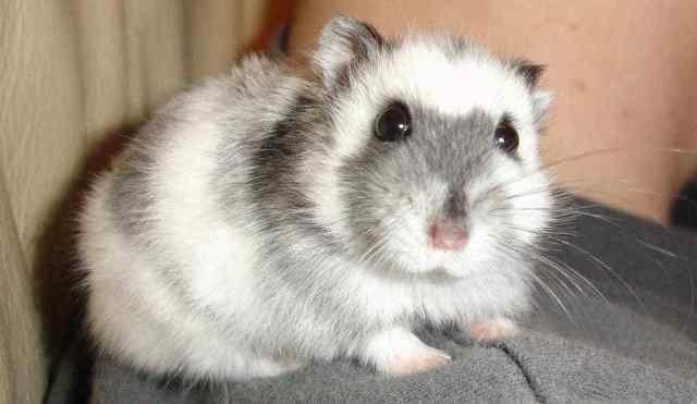 White and Grey Striped Hamster