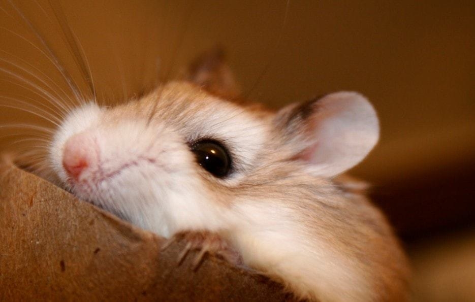 White, Brown and Black Hamster peaking over an object