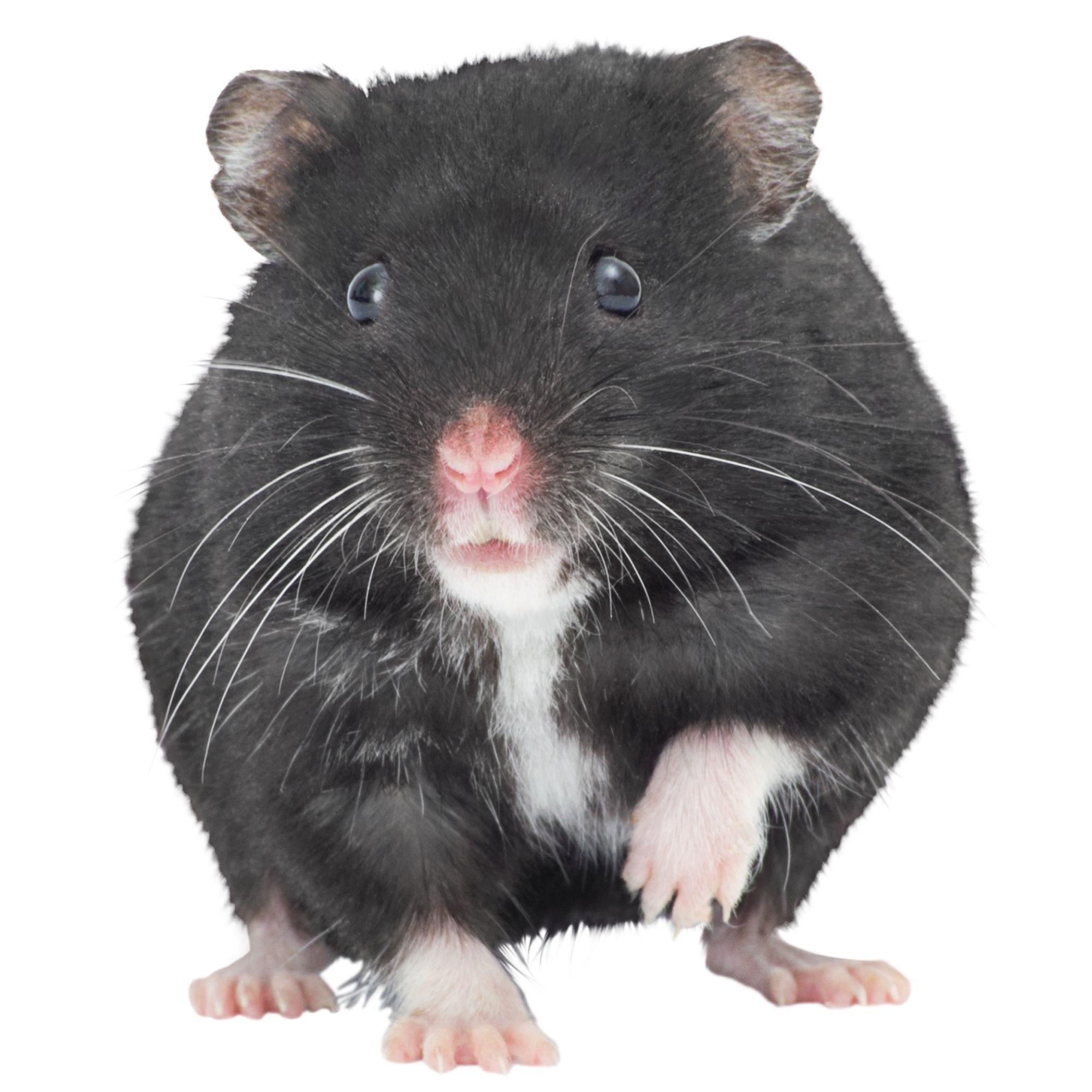 Black Hamster with a white stripe down its chest