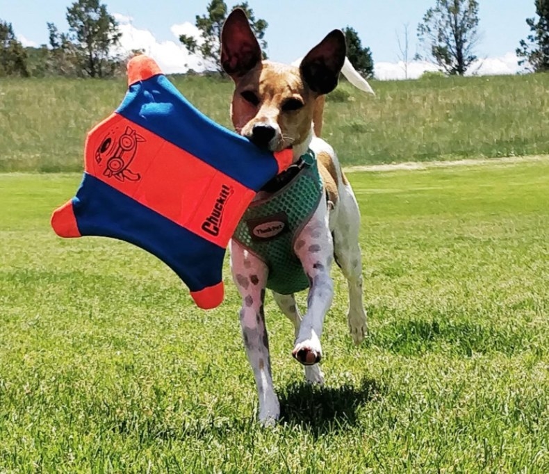 A small dog fetching a &quot;flying squirrel&quot; shaped frisbee