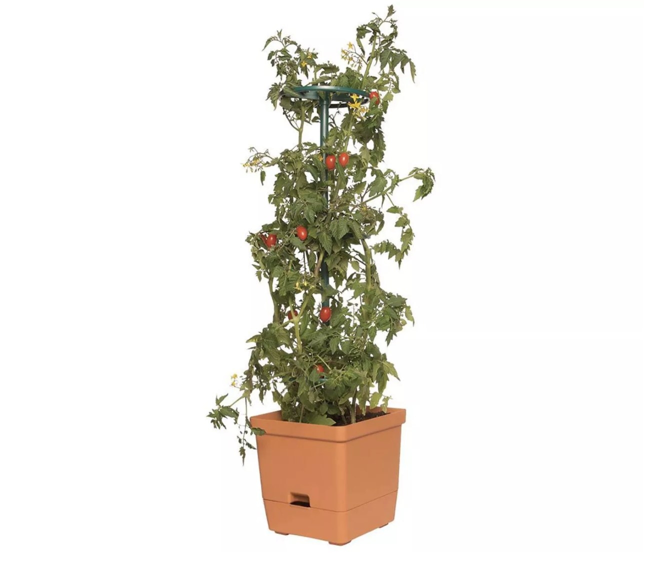 A brown pot and tomato plant in it