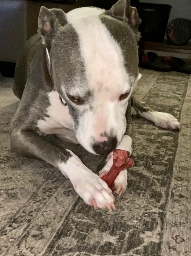 A pitbull chewing on a dental chew bone treat