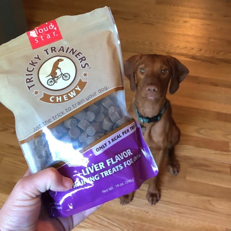 A dog sitting and patiently staring at a bag of small training treats