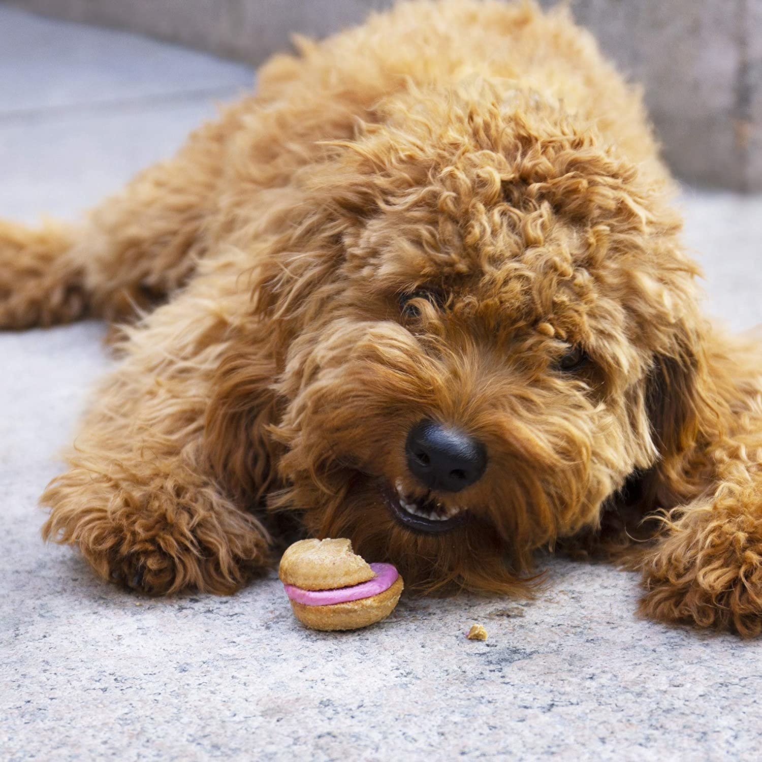 A dog eating a pink macaron