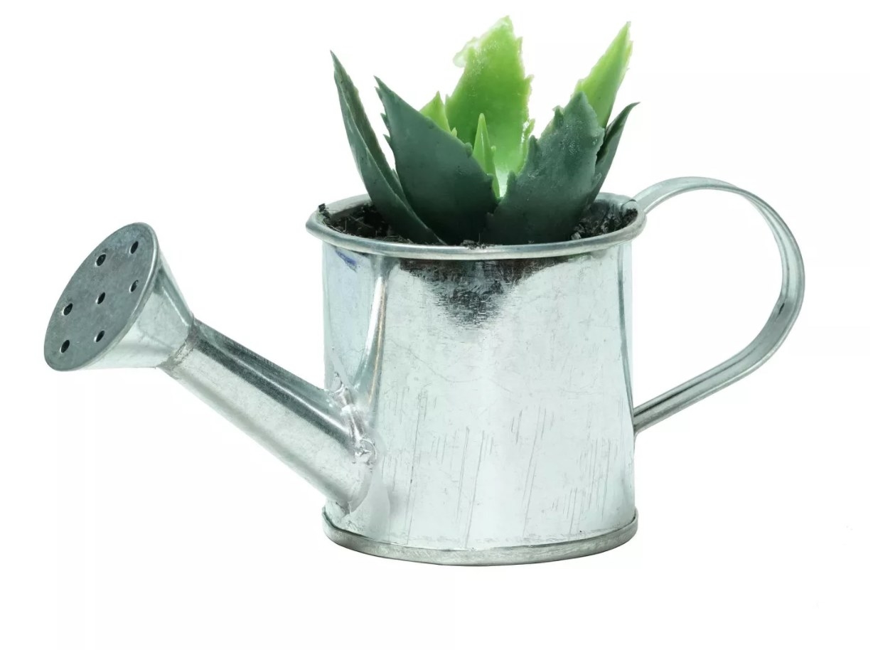 Little plant in a silver watering can