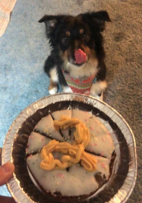 A dog licking its lips as it looks at a &quot;pup-pie&quot;