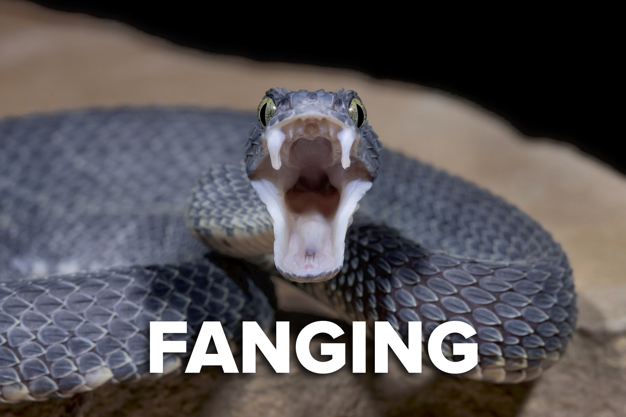 A snake hissing, showing its fangs