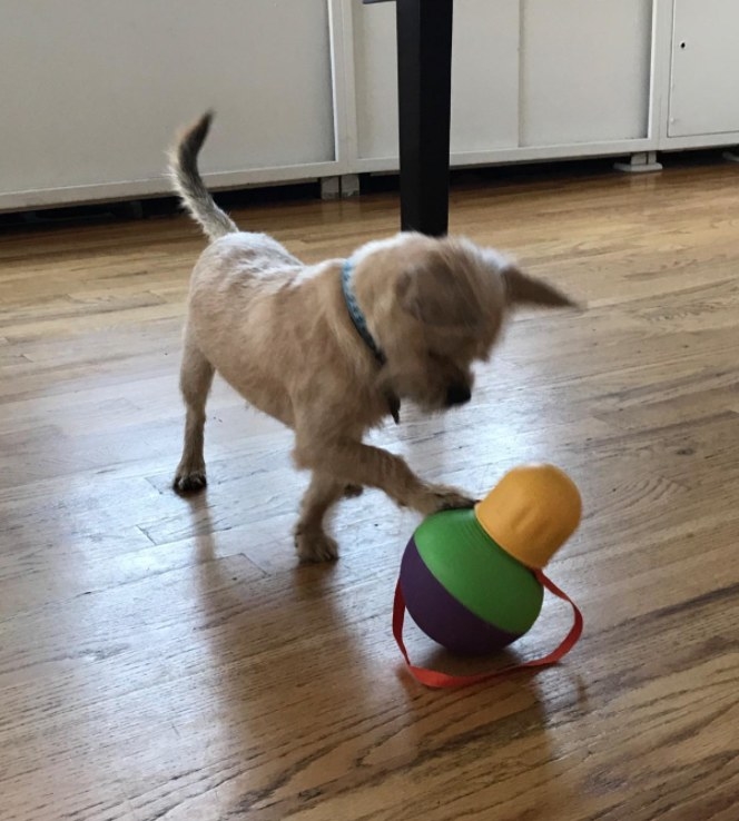 A small terrier playing with a bobbing treat dispenser toy