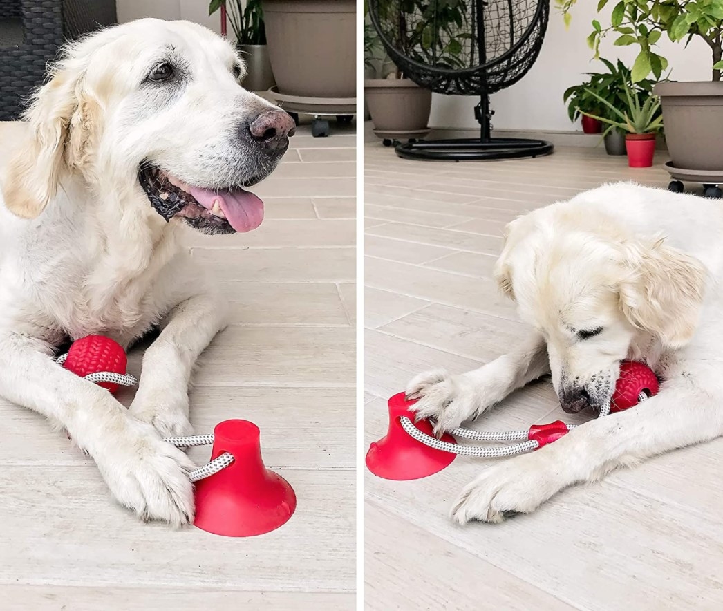 An old dog playing with a red ball attached to a suction cup