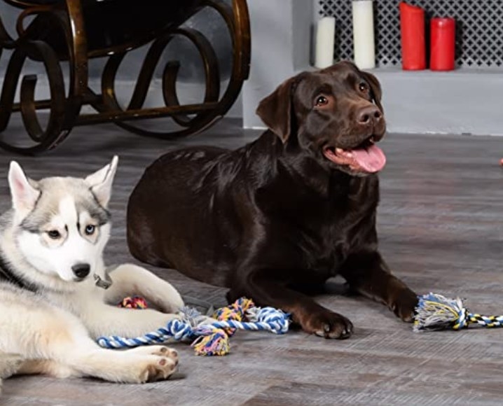 Two dogs sitting with multiple rope toys