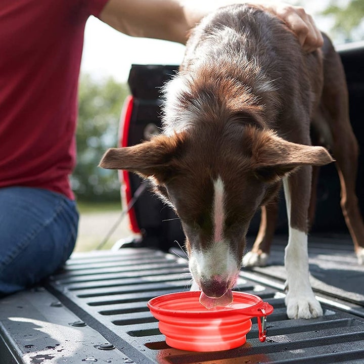 A dog drinking from the bowl on the back of a truck