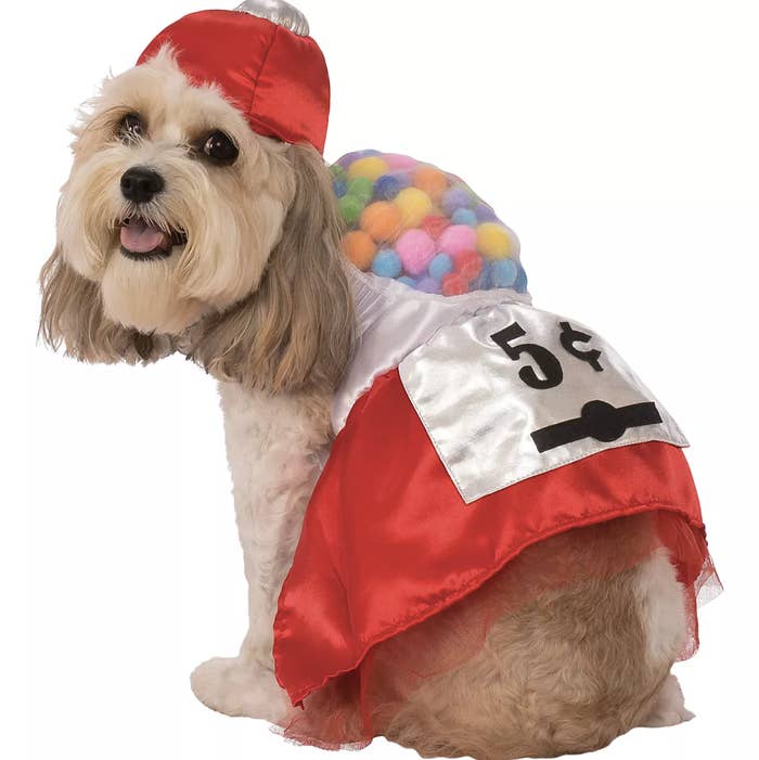 a dog showing off a red gumball machine costume