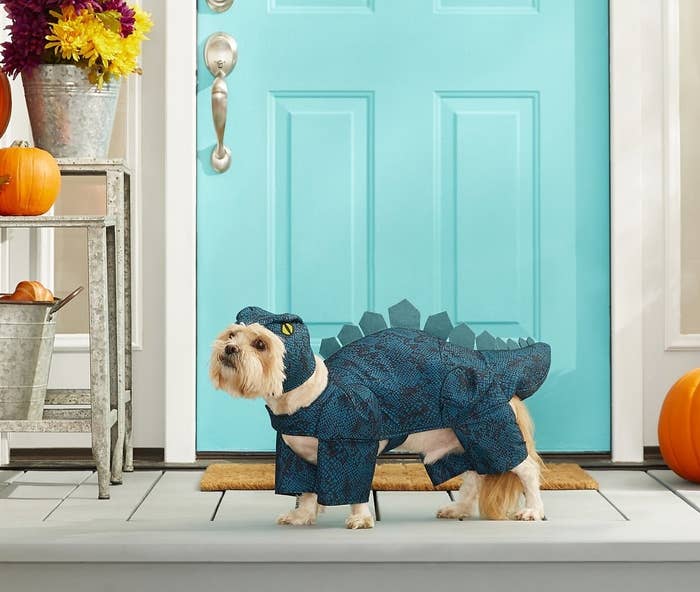 a small dog wearing a blue dinosaur costume