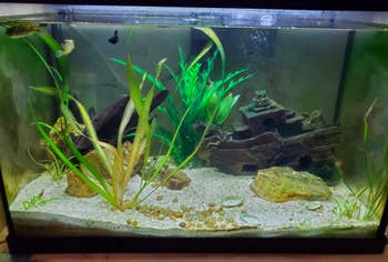 The same reviewer's fish tank's walls now looking crystal clear after using the cleaning magnet