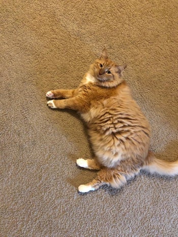 A reviewer's cat's hair looking long and fluffy