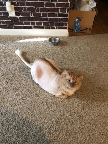 The same reviewer's cat now looking less furry and more maintained after using the clipper set