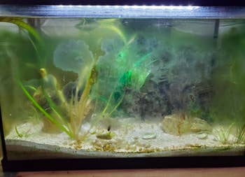 A reviewer's fish tank's walls looking foggy from algae