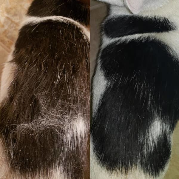 On the left, a reviewer's cat's fur with white specks of dry skin, and on the right, the same cat's fur now clear of the specks