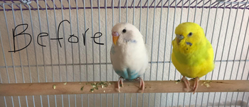 A reviewer's birds perched on a rod in their cage that is covered in droppings