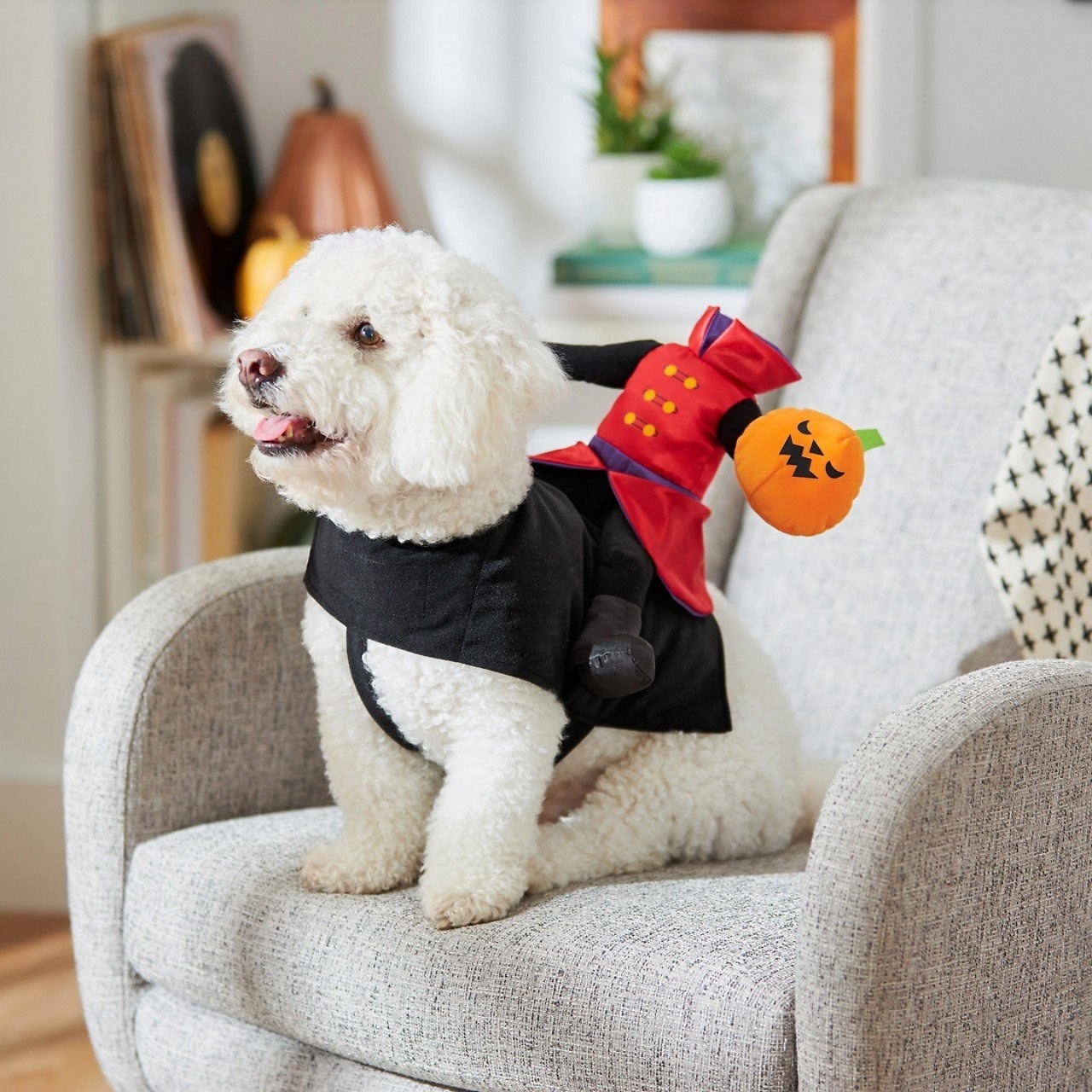 a small dog wearing a black vest to showcase a headless horseman rider on its back