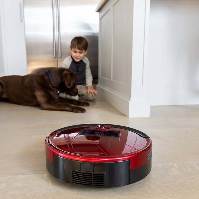 A red robotic vacuum cleaner on the floor sitting in front of a child and brown labrador