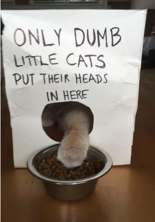 A cat hand reaches a paw through a hole in a sign that reads: Only dumb little cats put their heads in here