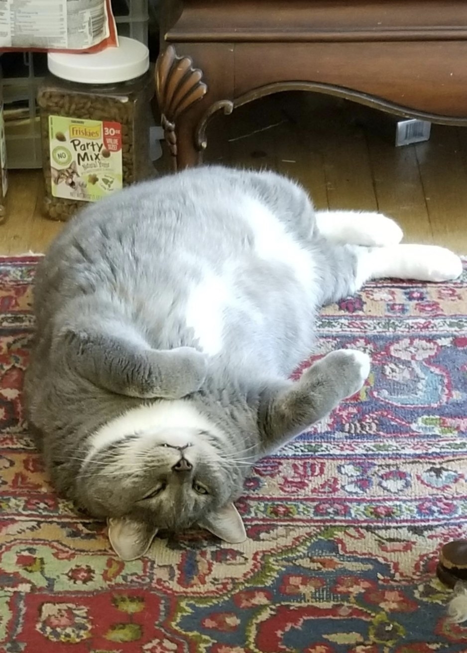 A grey and white chunky cat is lying belly up on a rug next to a container of party mix all-natural cat treats