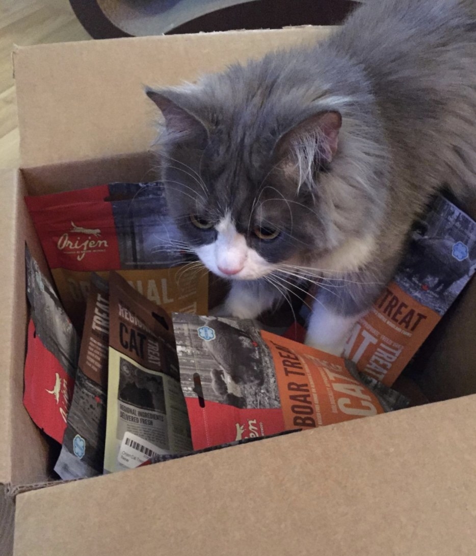A fluffy grey and white cat is halfway inside a box of Orijen freeze-dried cat treats