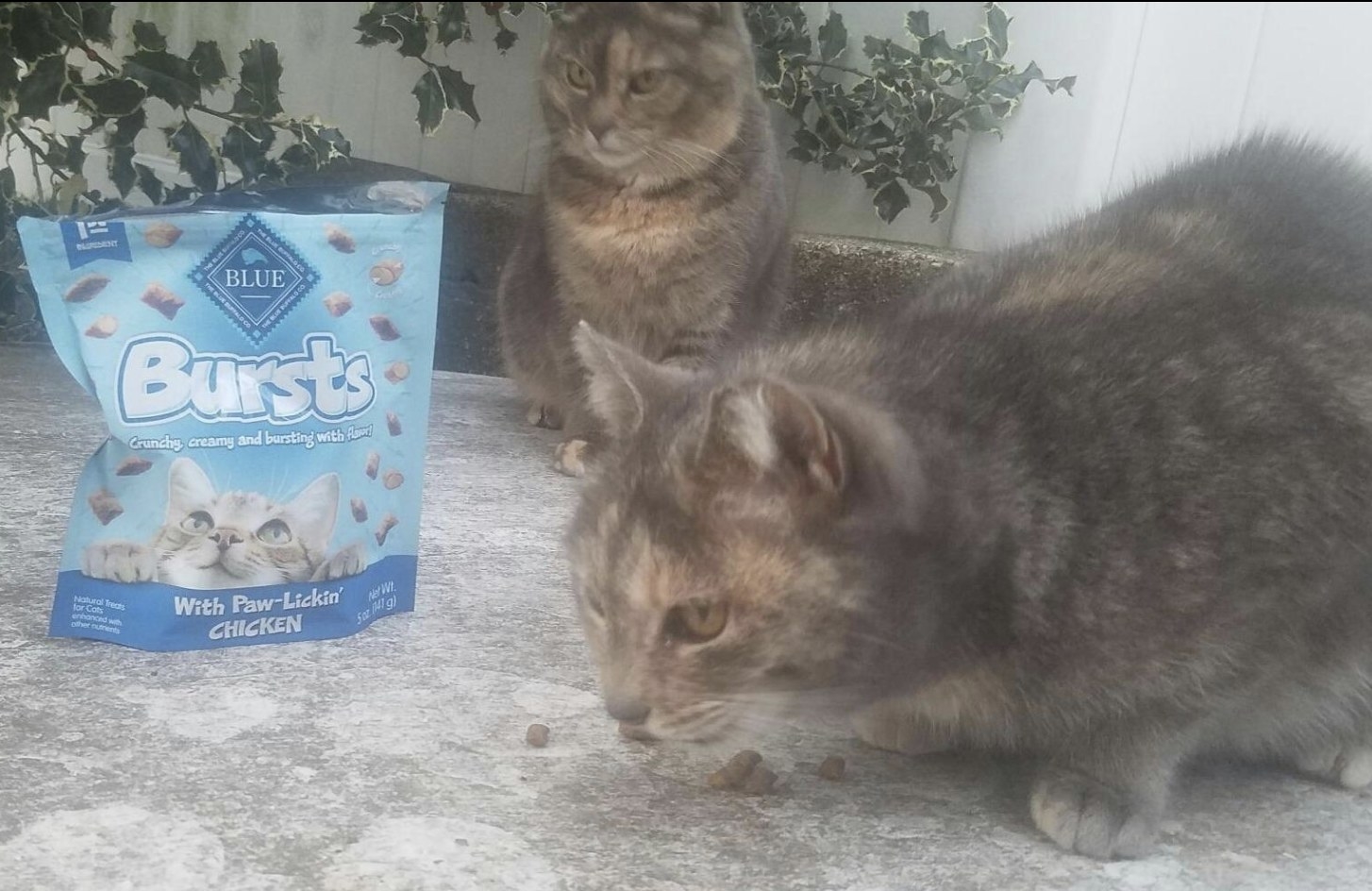 Two grey and brown cats sitting next to a pack of Blue Buffalo crunchy cat treats