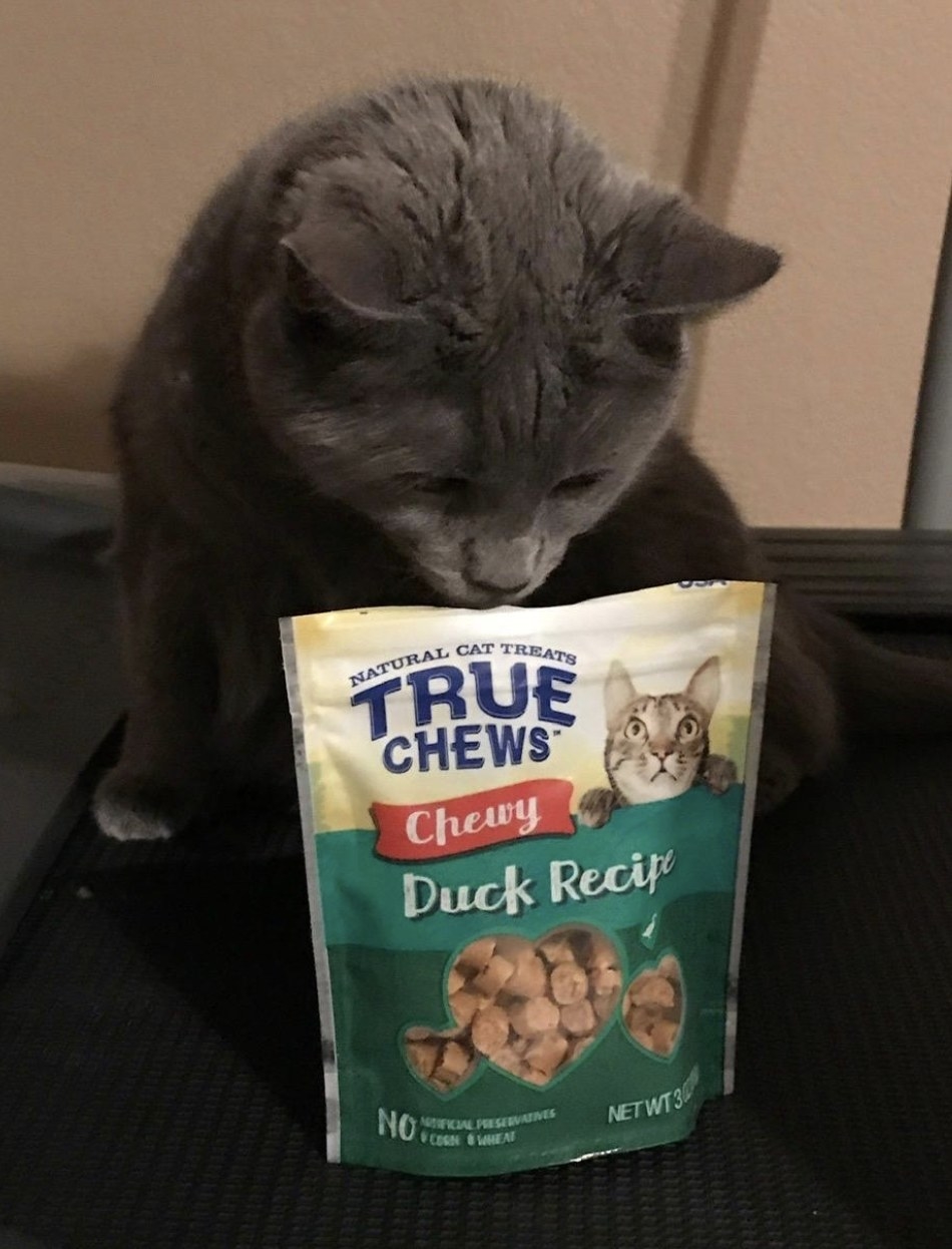 A grey cat is sitting and sniffing a bag of chewy cat treats with duck flavor