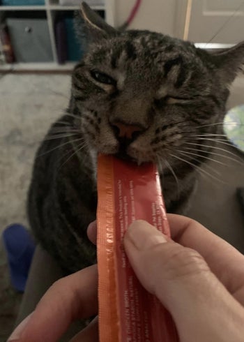 A grey and black cat licking cream out of a lickable treat packet
