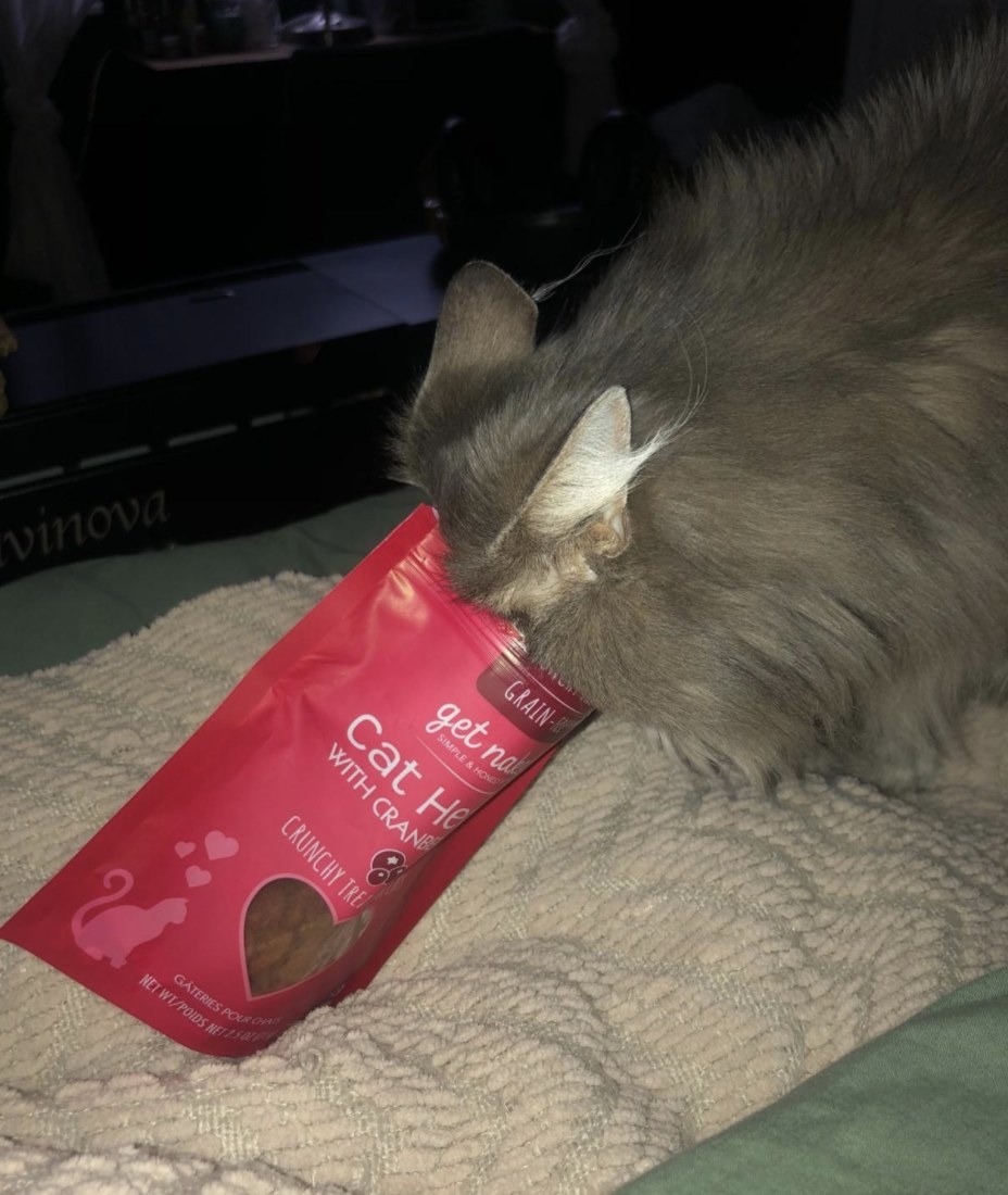 A grey long-haired cat is sticking its head into a packet of crunchy cat treats with cranberry juice
