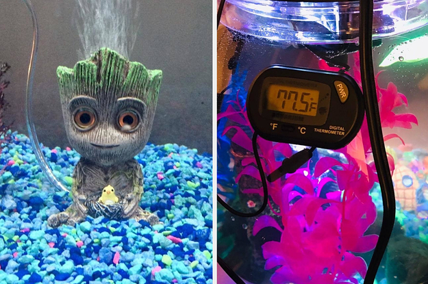 15 Things From Amazon To Help Your Home Aquarium Thrive