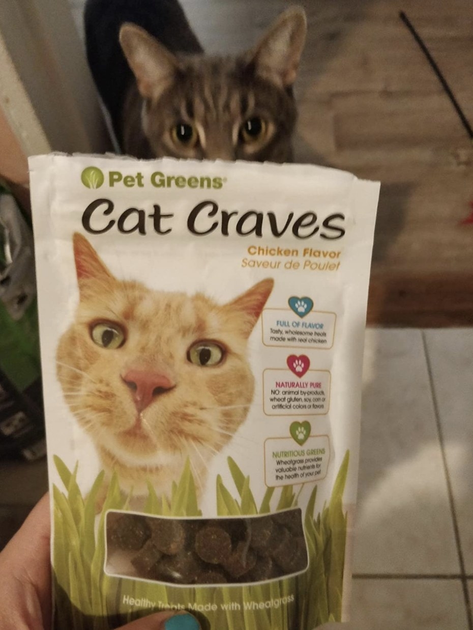 A pack of cat treats made with wheatgrass and a cat behind the treat from a distance staring