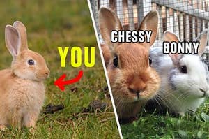 Chessy and Bonny the rabbits being cute AF and there's you being a rabbit