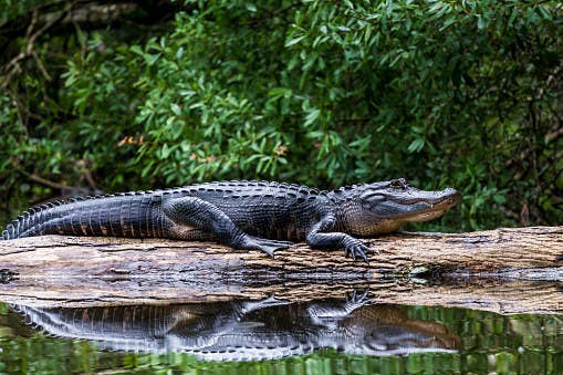 Can You Name These Animals From A To Z