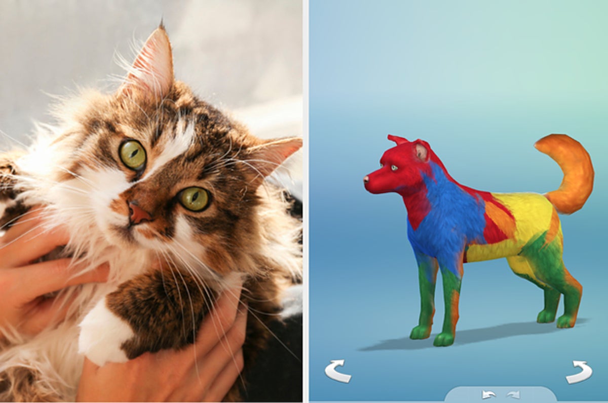 Design A Pet And We Ll Tell You What Type Of Cat You Are