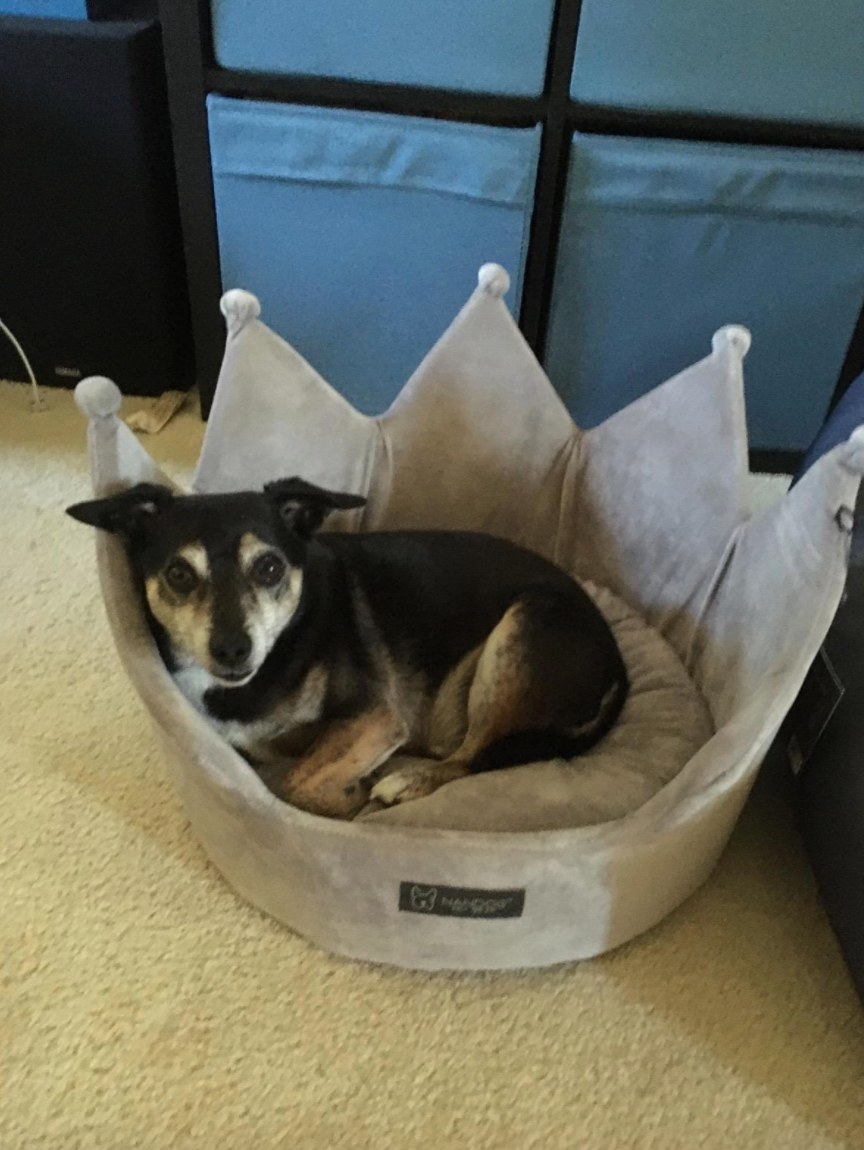 purple crown dog bed