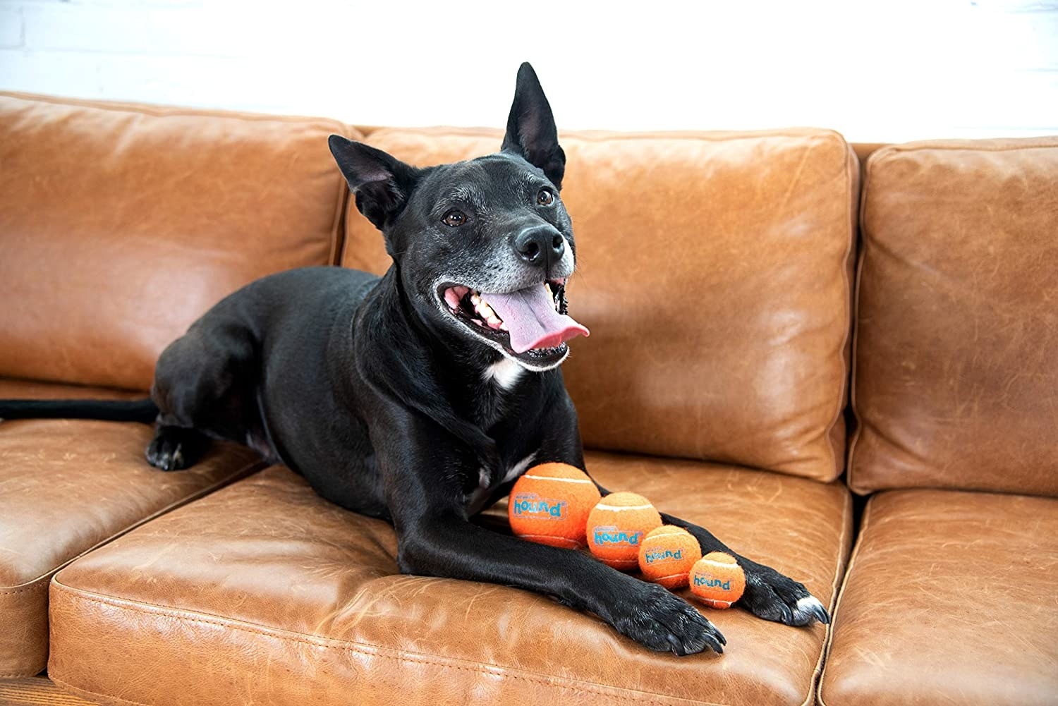 A dog on a couch with four different-sized tennis balls