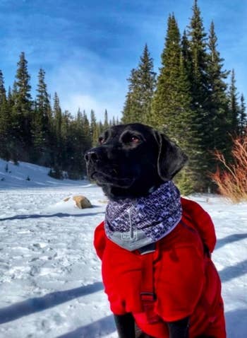 dog wearing neck scarf while on a hike in the snow