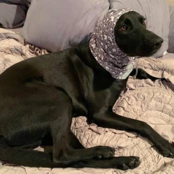 dog wearing scarf over his ears while sitting on a bed