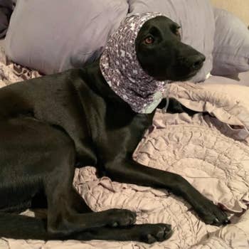 dog wearing scarf over his ears while sitting on a bed